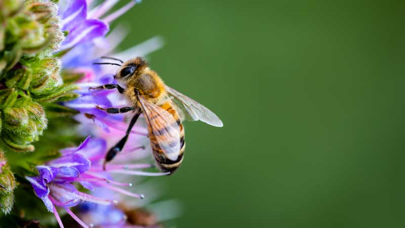 Bee on flower