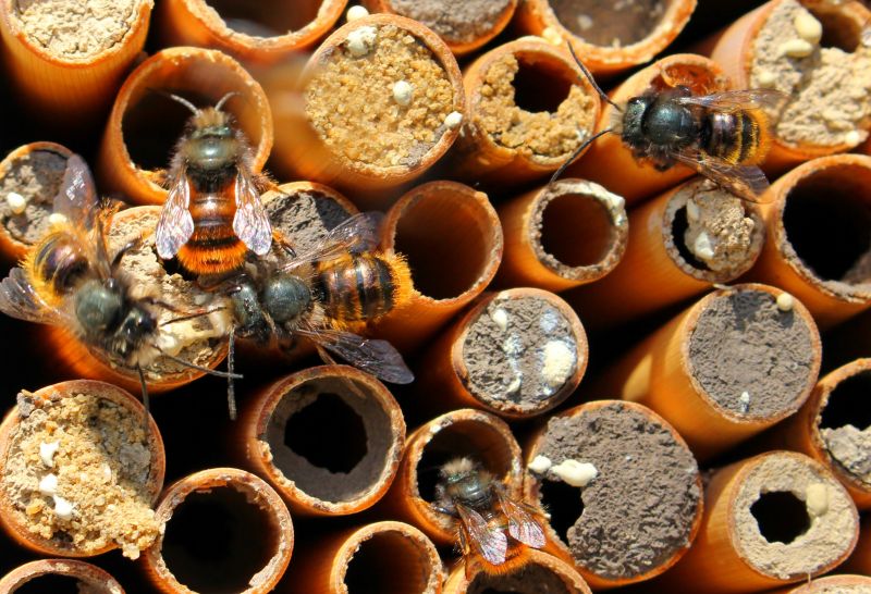 Solitary bees