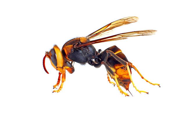 Asian Hornets