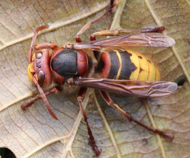 European hornet