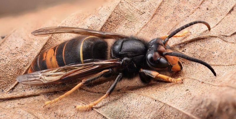 Asian hornet